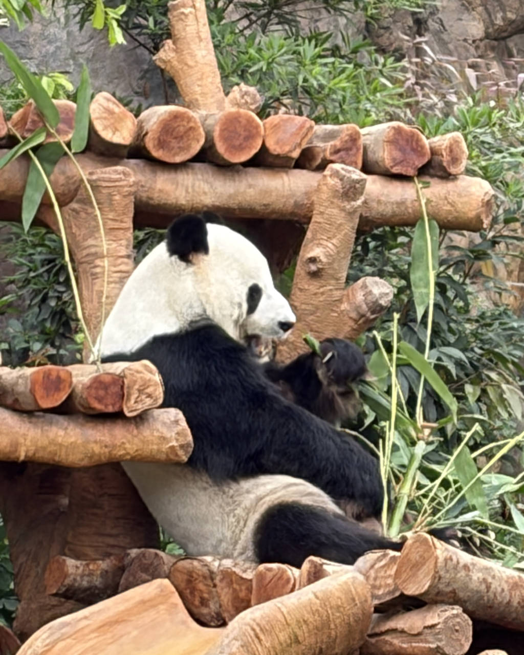 Giant Panda